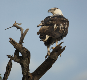 eagle